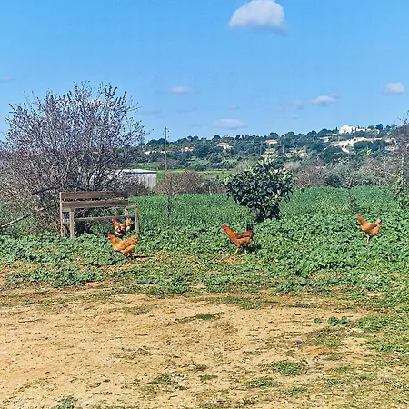 Quinta Do Bravo - Swimming Pool - By Bedzy סילבס